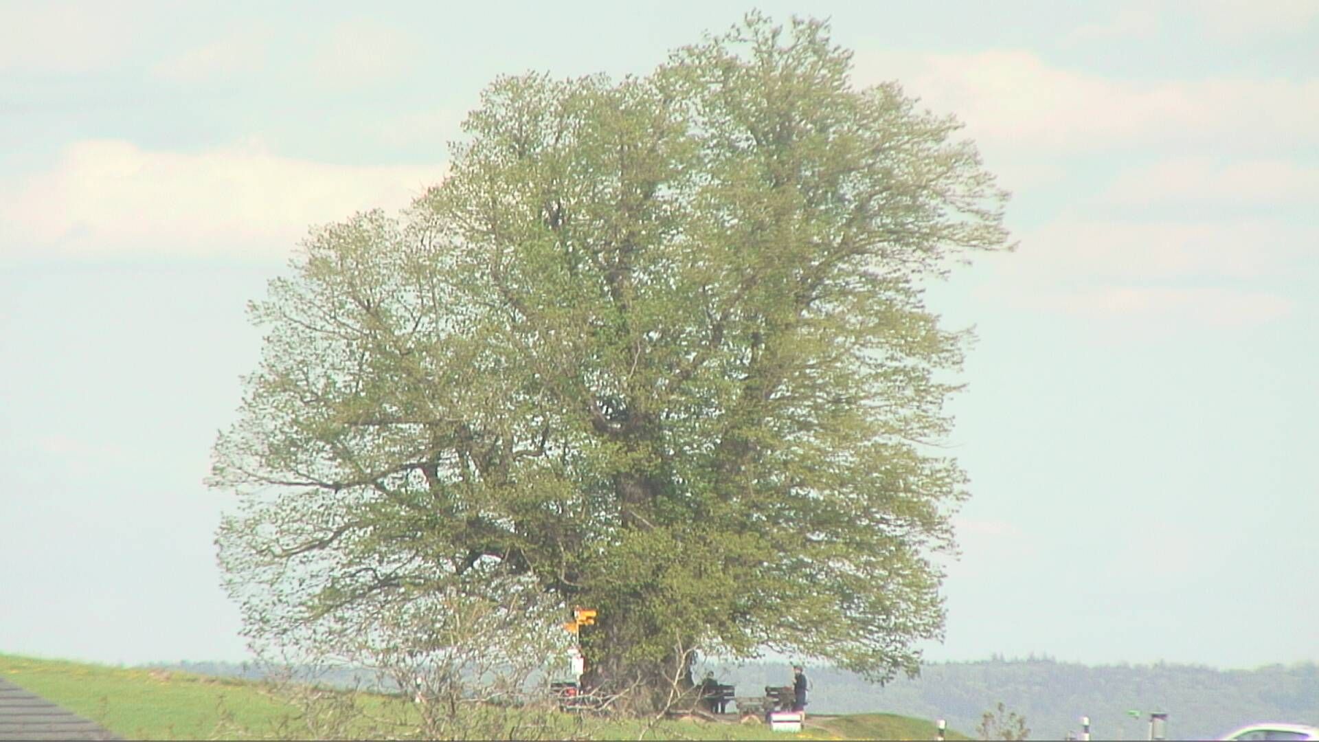 Bözberg: Büntacher: Linn - Schweiz: Die Linde von Linn (Linner Linde)