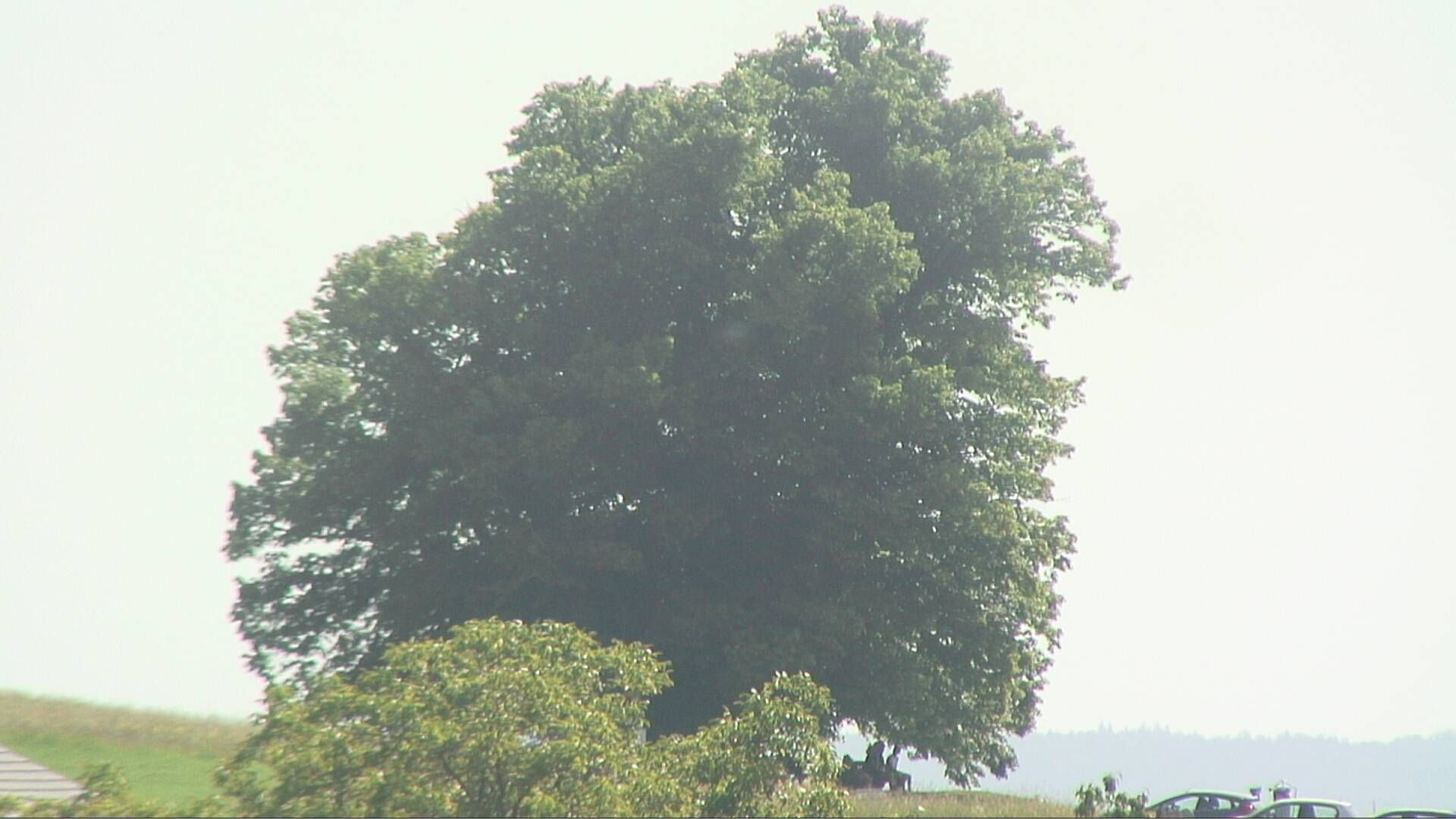 Bözberg: Büntacher › Nordosten: the Lime Tree at Linn