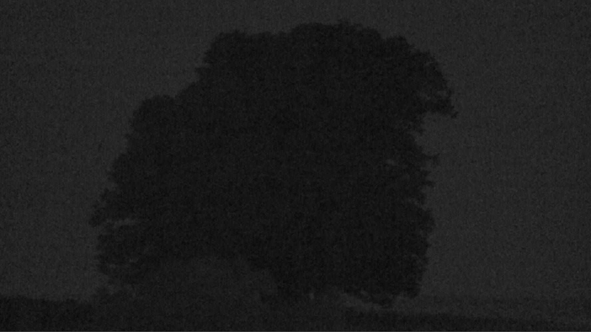 Bözberg: Büntacher › Nordosten: the Lime Tree at Linn