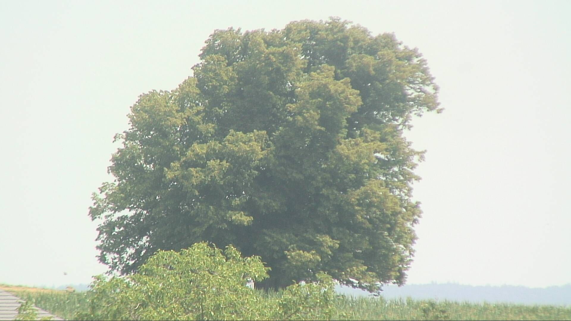 Bözberg: Büntacher › Nordosten: the Lime Tree at Linn