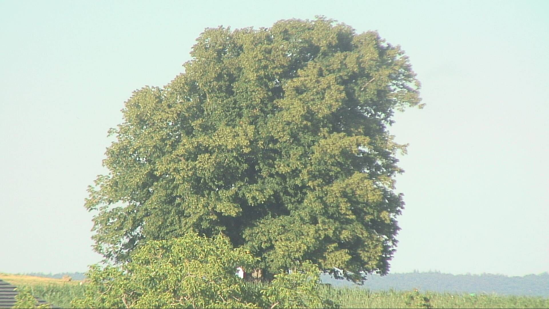 Bözberg: Büntacher › Nordosten: the Lime Tree at Linn