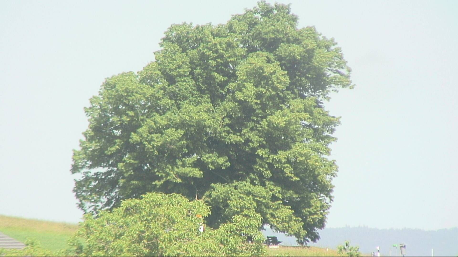 Bözberg: Büntacher › Nordosten: the Lime Tree at Linn