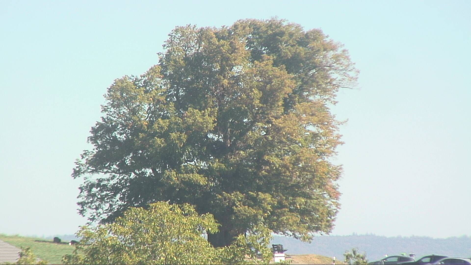 Bözberg: Büntacher › Nordosten: the Lime Tree at Linn