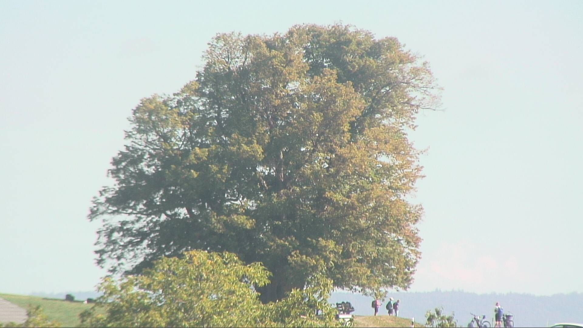 Bözberg: Büntacher › Nordosten: the Lime Tree at Linn
