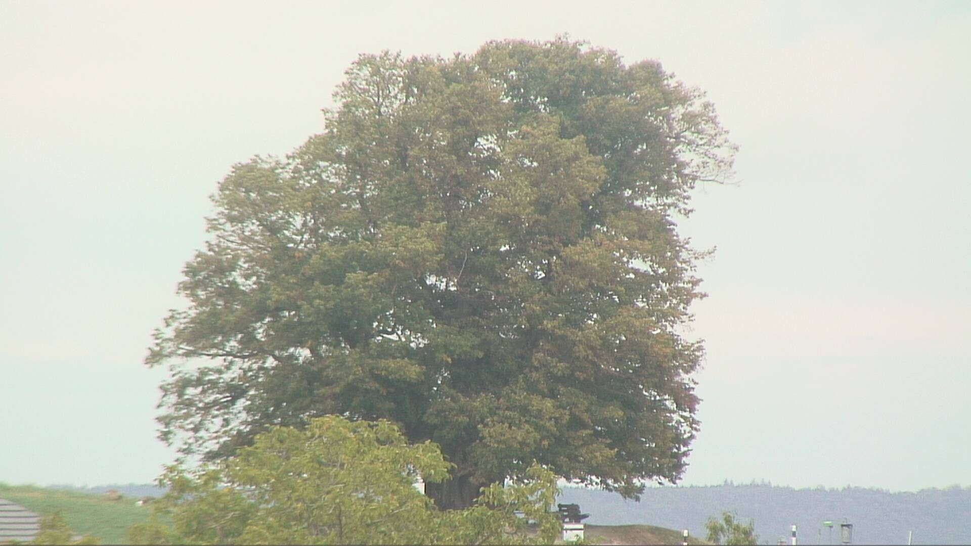 Bözberg: Büntacher › Nordosten: the Lime Tree at Linn