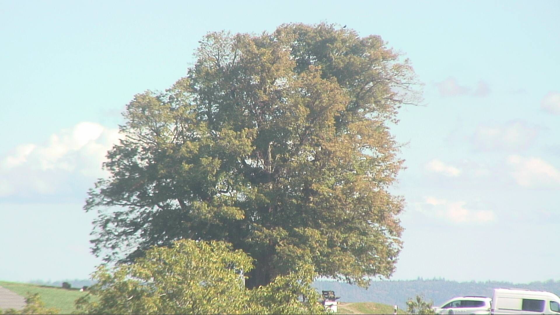 Bözberg: Büntacher › Nordosten: the Lime Tree at Linn