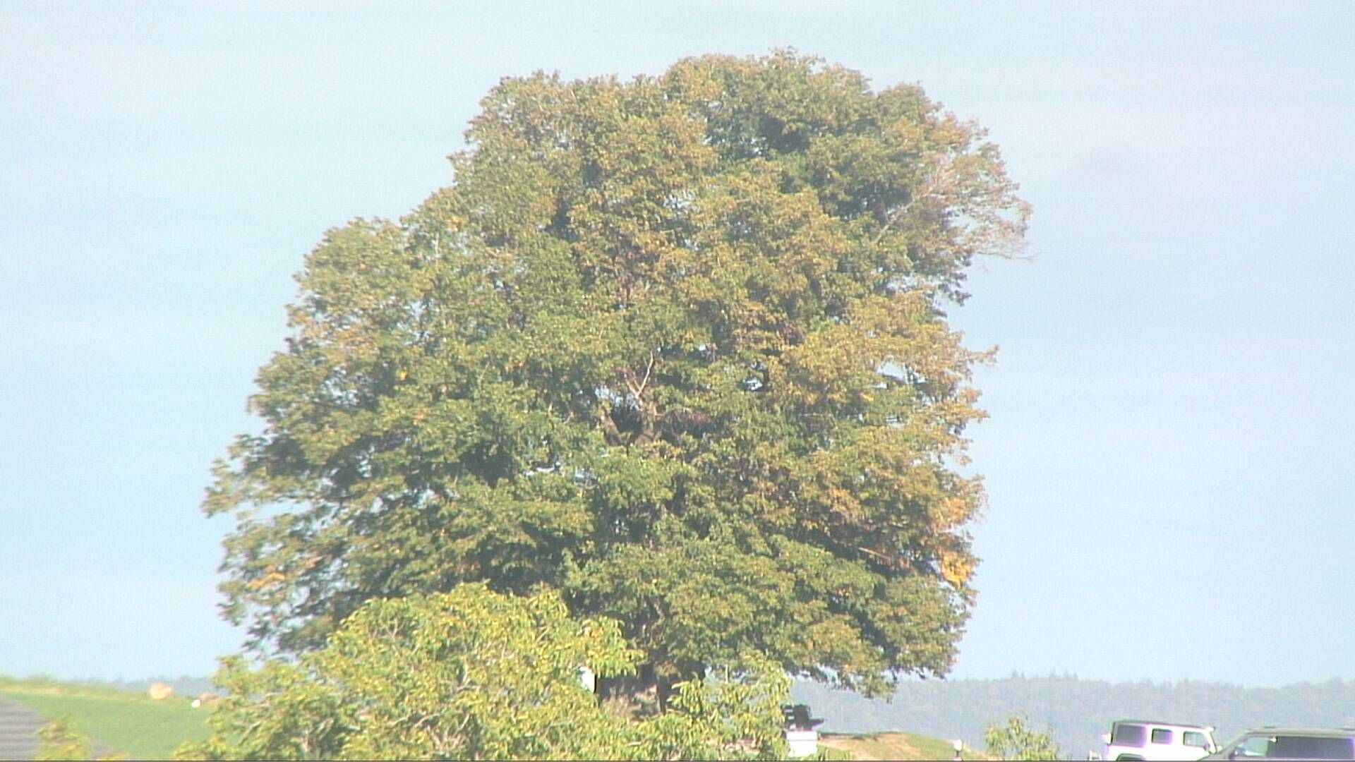 Bözberg: Büntacher › Nordosten: the Lime Tree at Linn