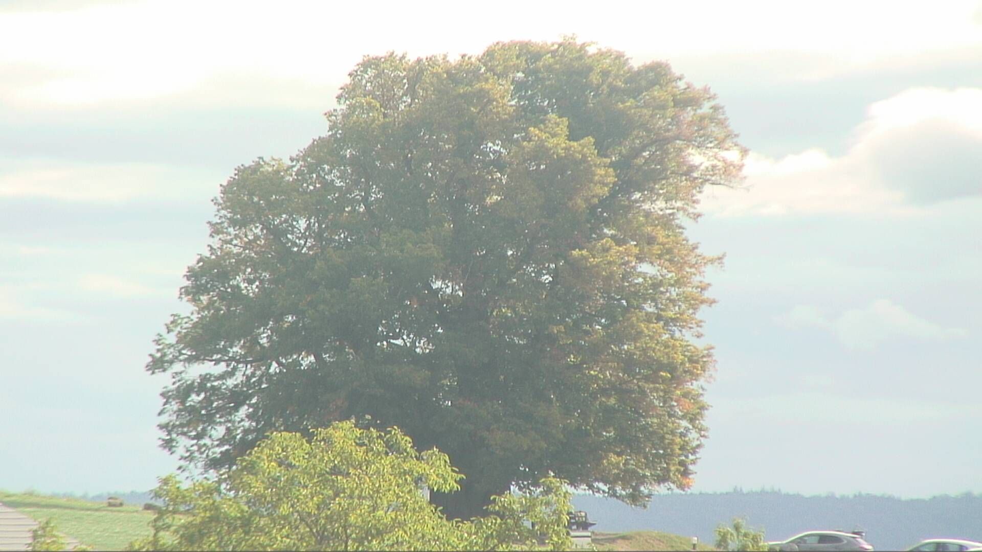 Bözberg: Büntacher › Nordosten: the Lime Tree at Linn