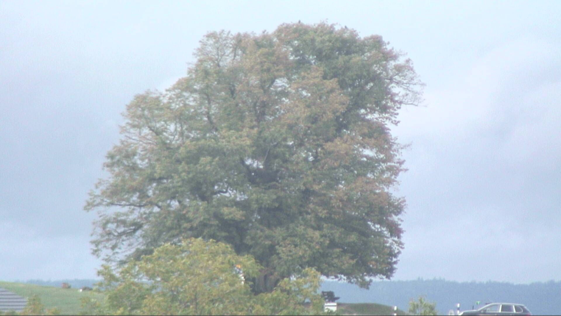 Bözberg: Büntacher › Nordosten: the Lime Tree at Linn
