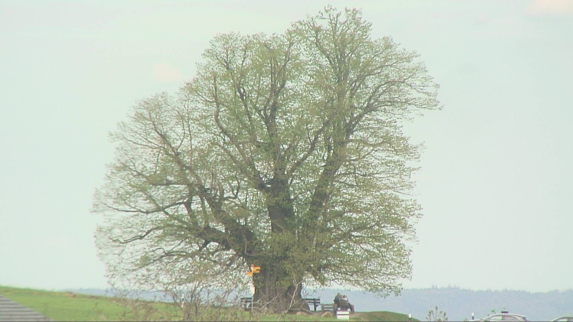 Bözberg: Büntacher: Linn - Schweiz: Die Linde von Linn (Linner Linde)