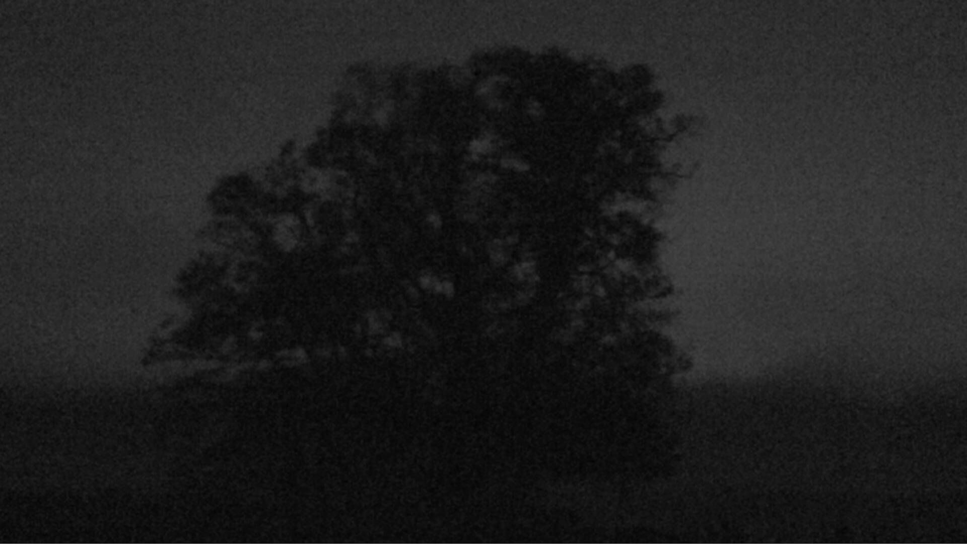 Bözberg: Büntacher › Nordosten: the Lime Tree at Linn