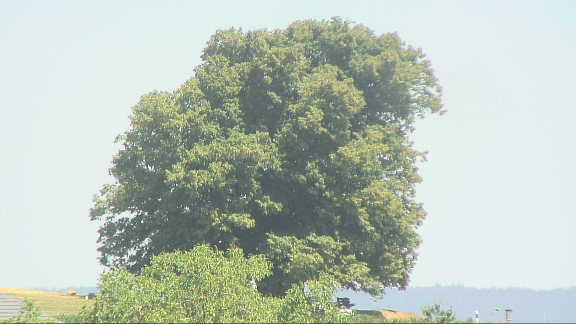 Bözberg: Büntacher › Nordosten: the Lime Tree at Linn
