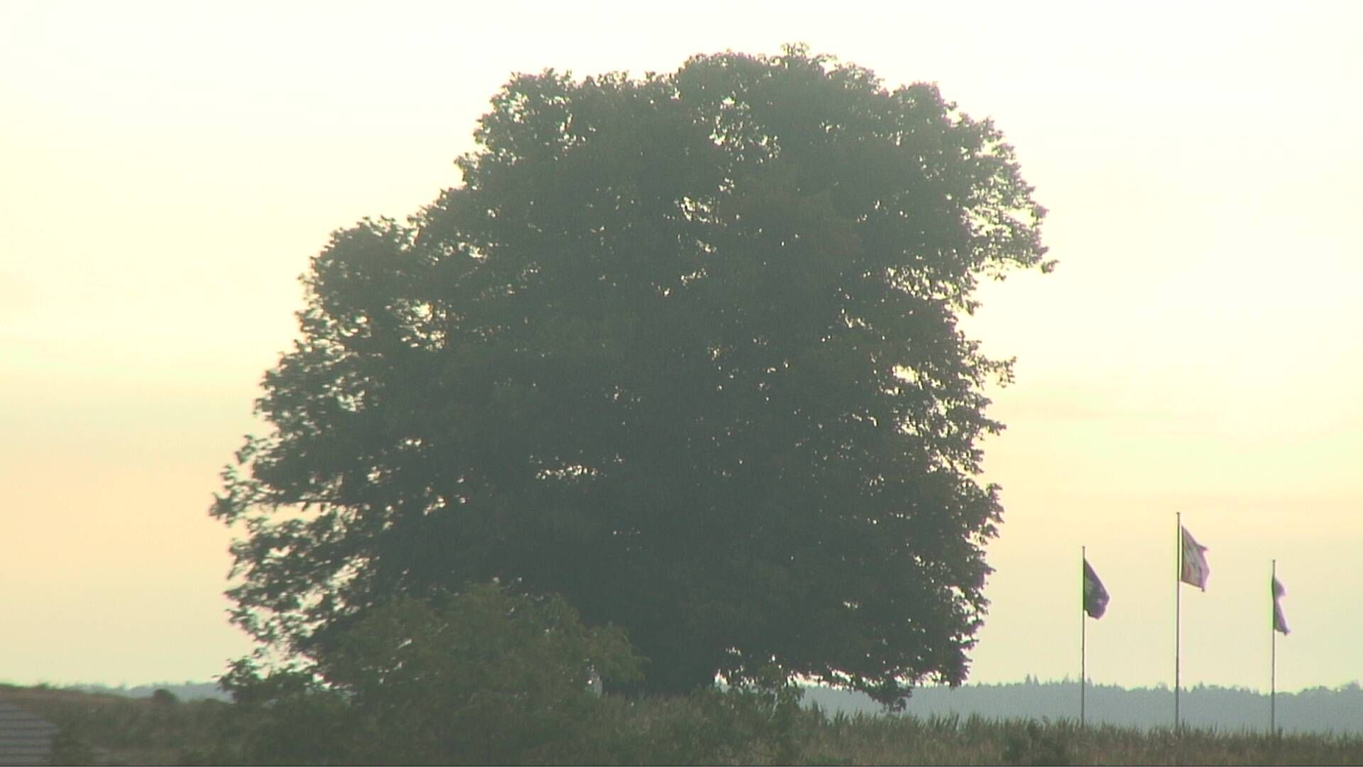 Bözberg: Büntacher › Nordosten: the Lime Tree at Linn