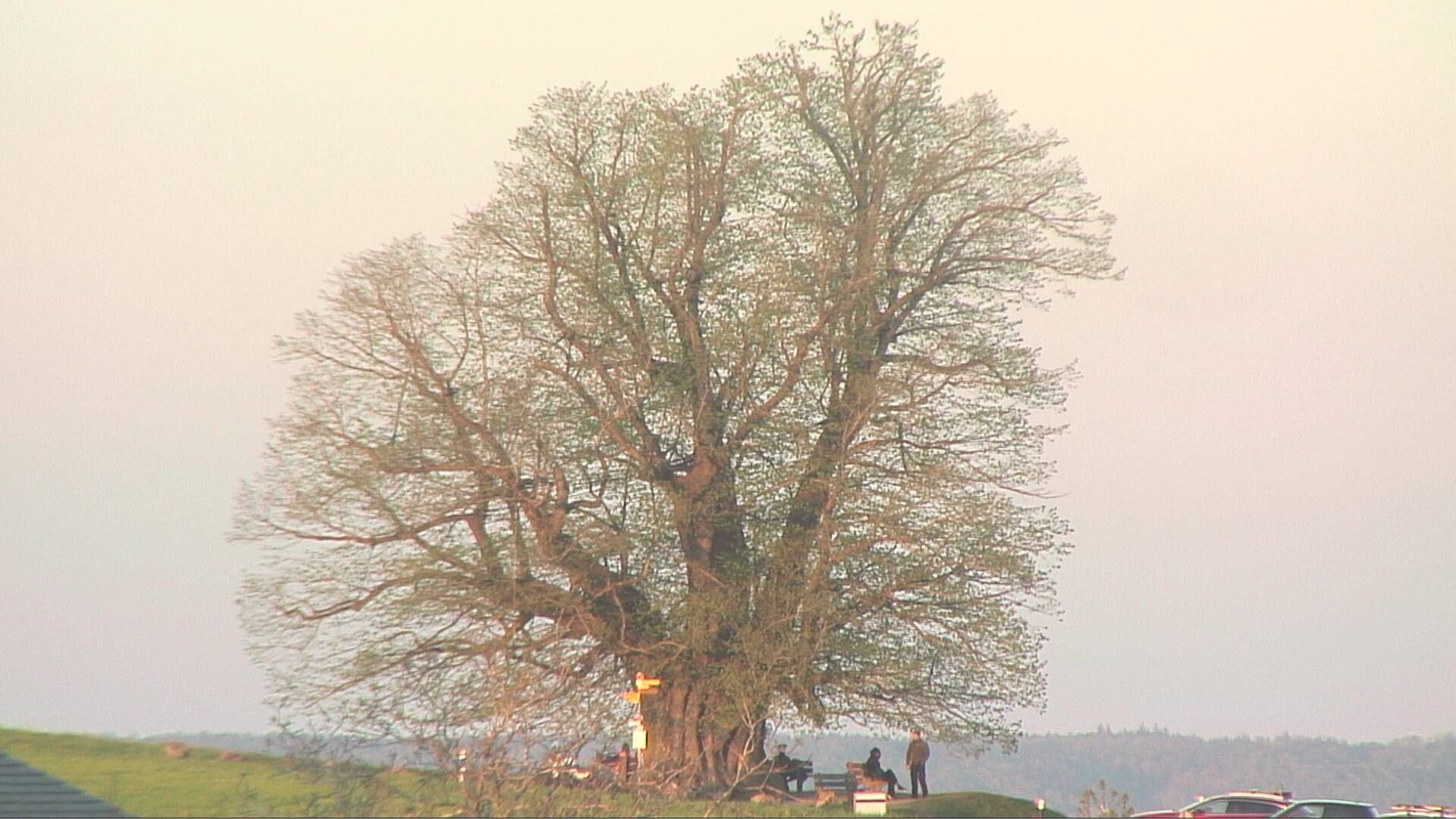 Bözberg: Büntacher: Linn - Schweiz: Die Linde von Linn (Linner Linde)