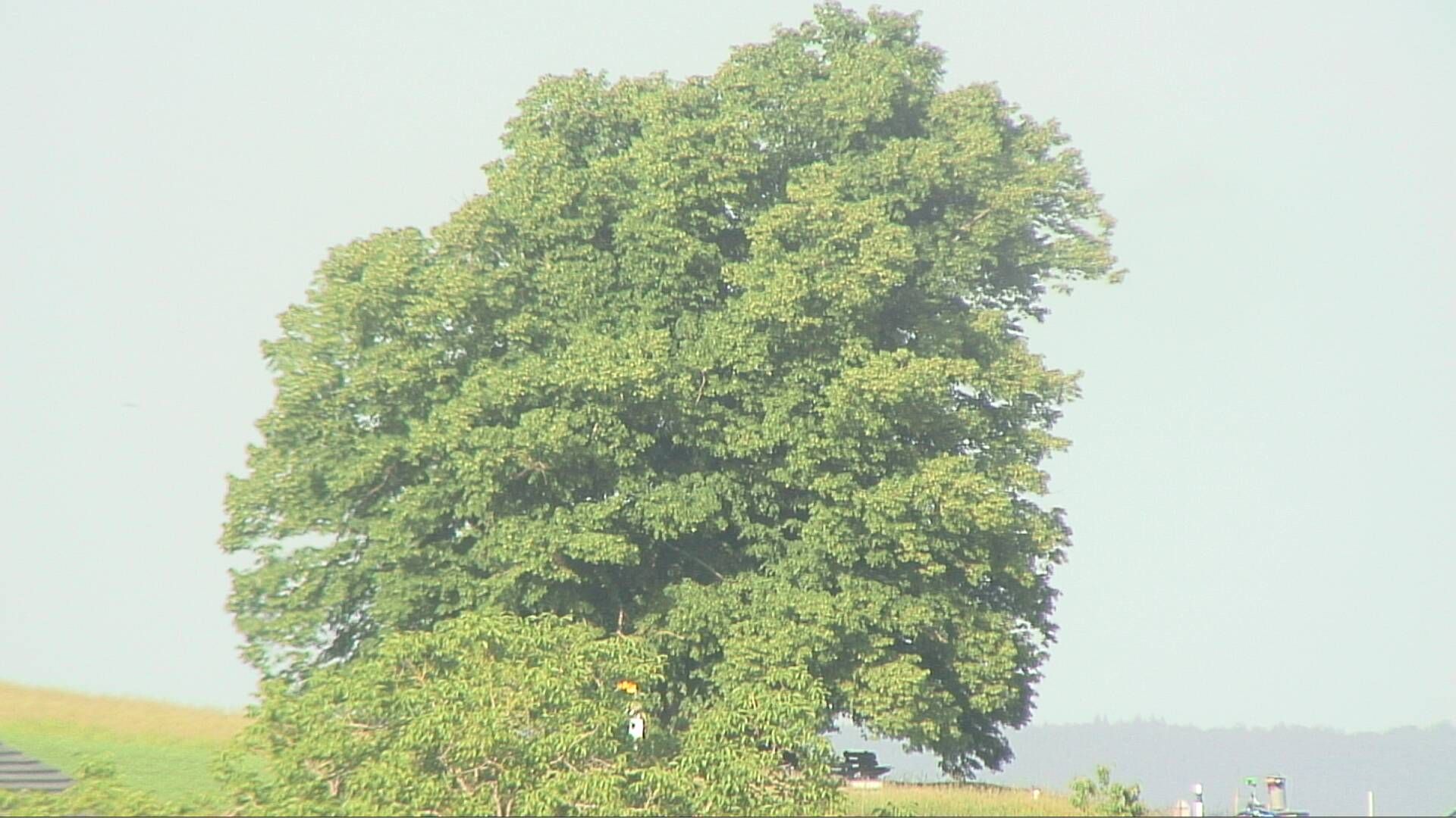 Bözberg: Büntacher › Nordosten: the Lime Tree at Linn