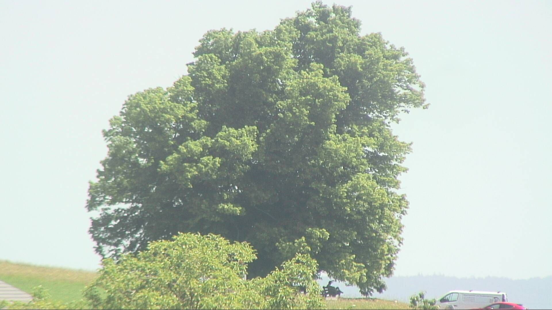 Bözberg: Büntacher › Nordosten: the Lime Tree at Linn