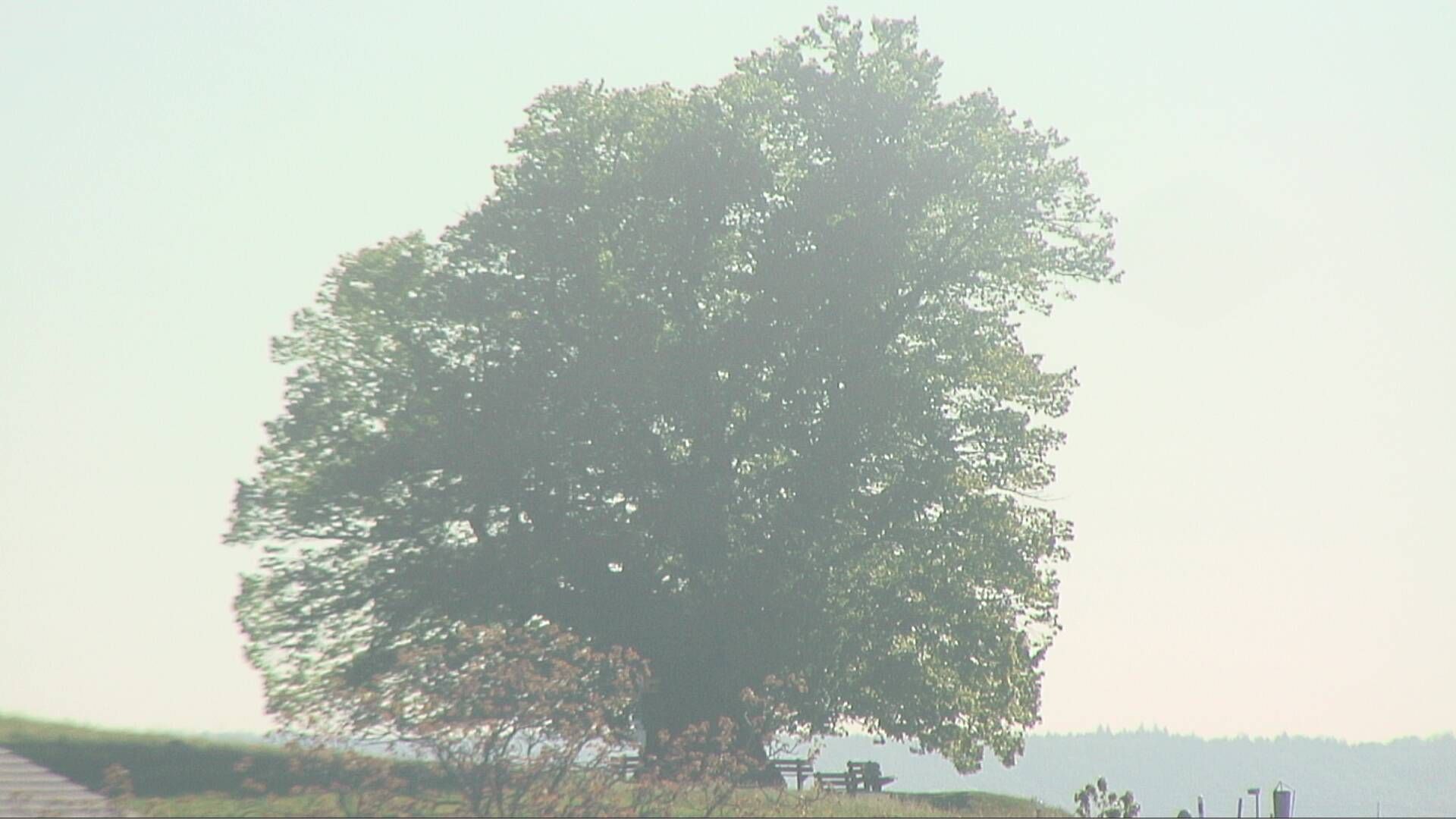 Bözberg: Büntacher: Linn - Schweiz: Die Linde von Linn (Linner Linde)