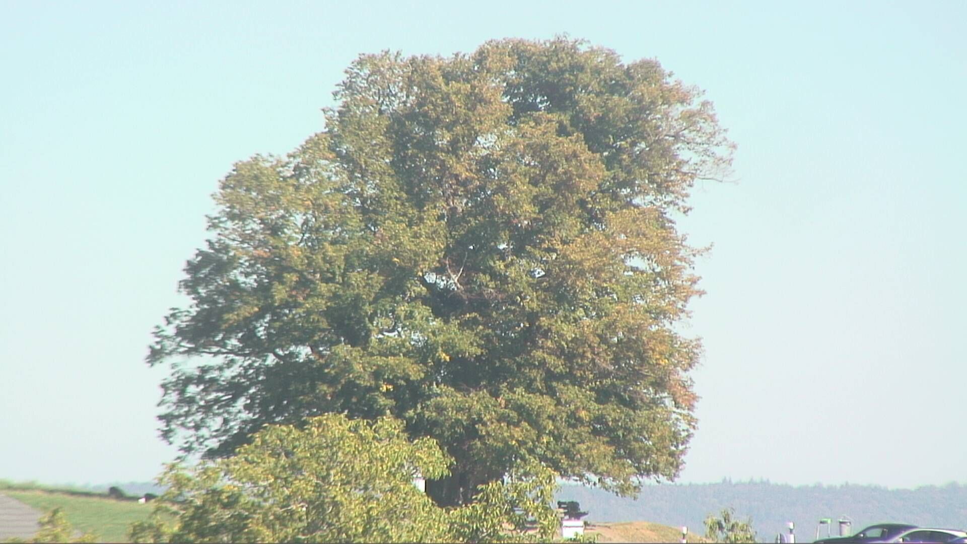 Bözberg: Büntacher › Nordosten: the Lime Tree at Linn