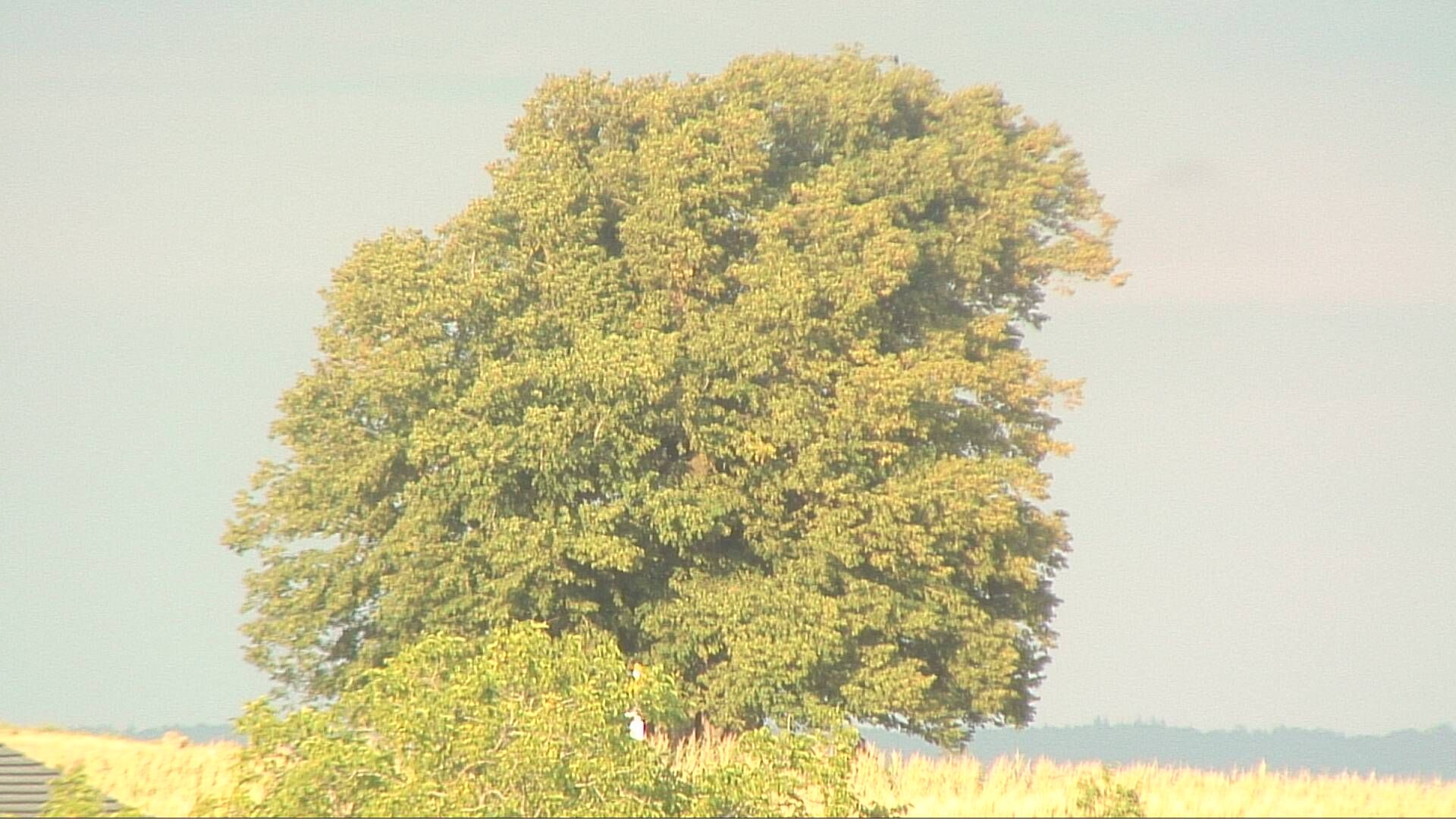 Bözberg: Büntacher › Nordosten: the Lime Tree at Linn