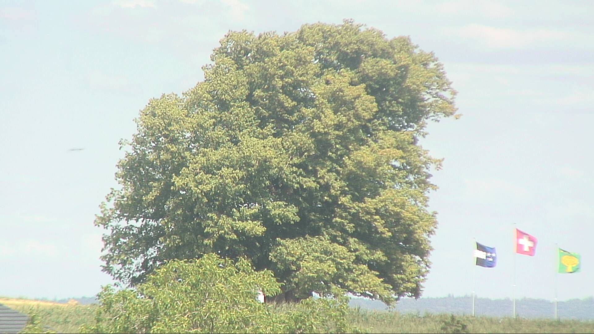 Bözberg: Büntacher › Nordosten: the Lime Tree at Linn