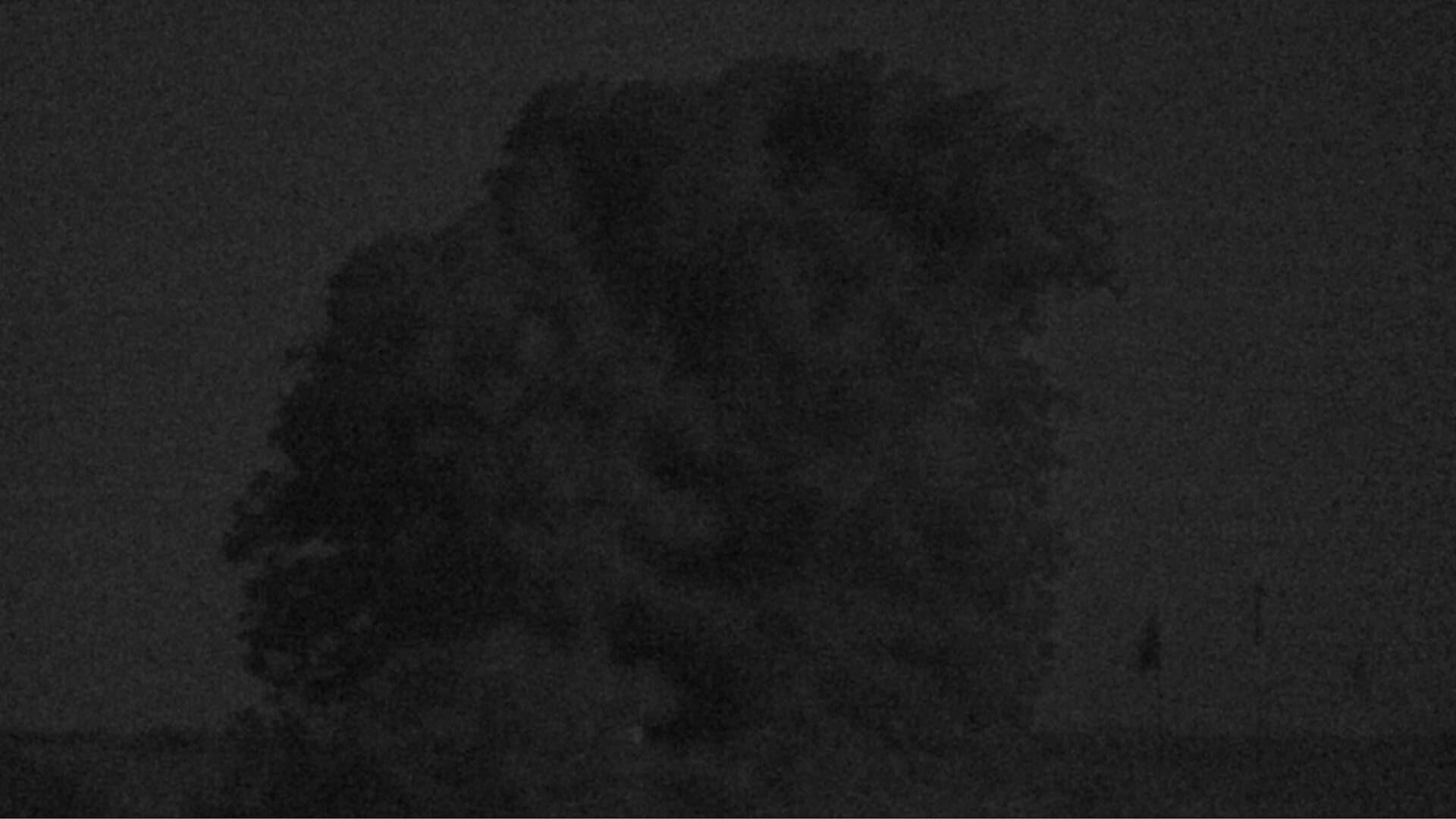 Bözberg: Büntacher › Nordosten: the Lime Tree at Linn
