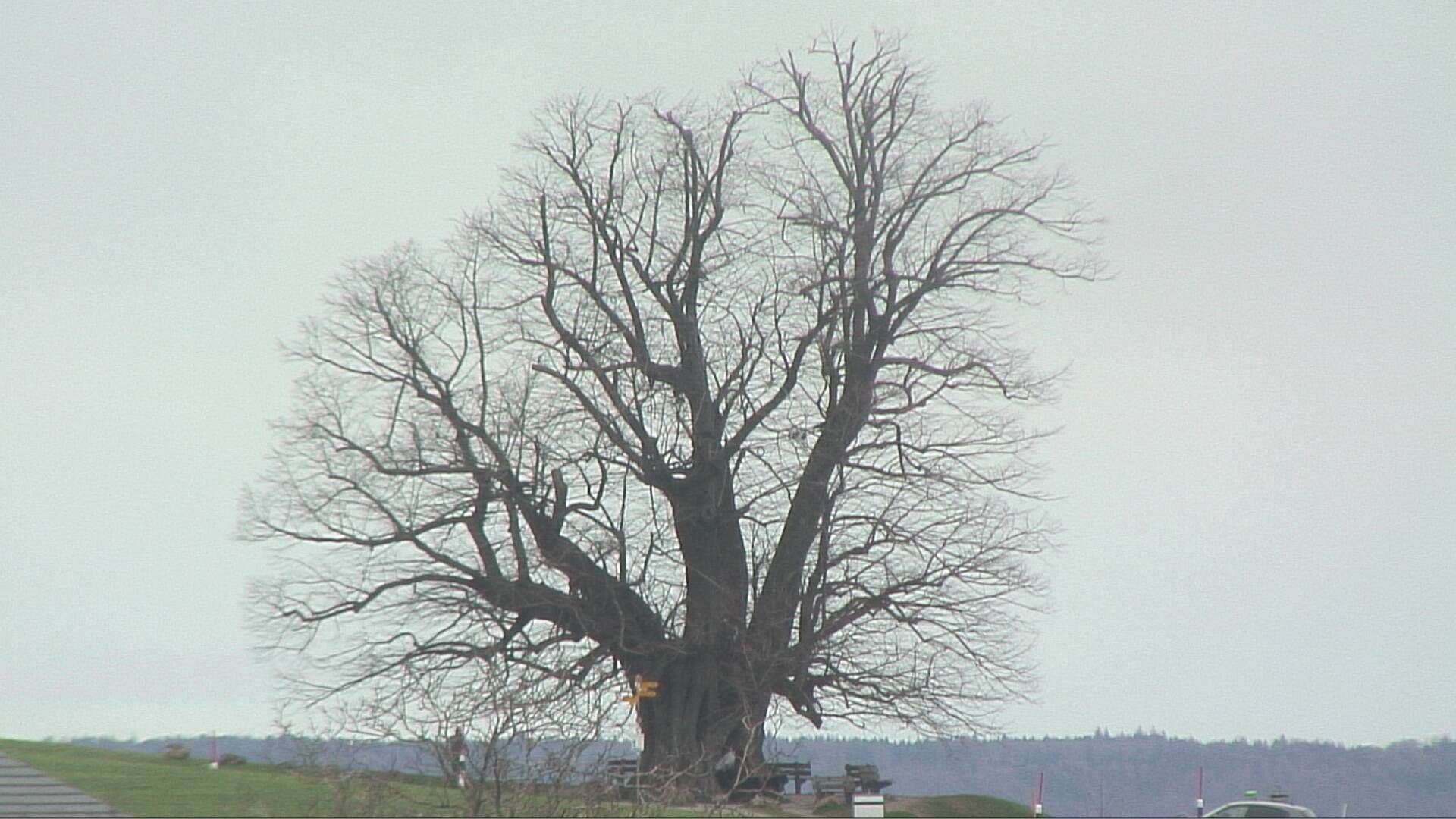 Bözberg: Büntacher: Linn - Schweiz: Die Linde von Linn (Linner Linde)