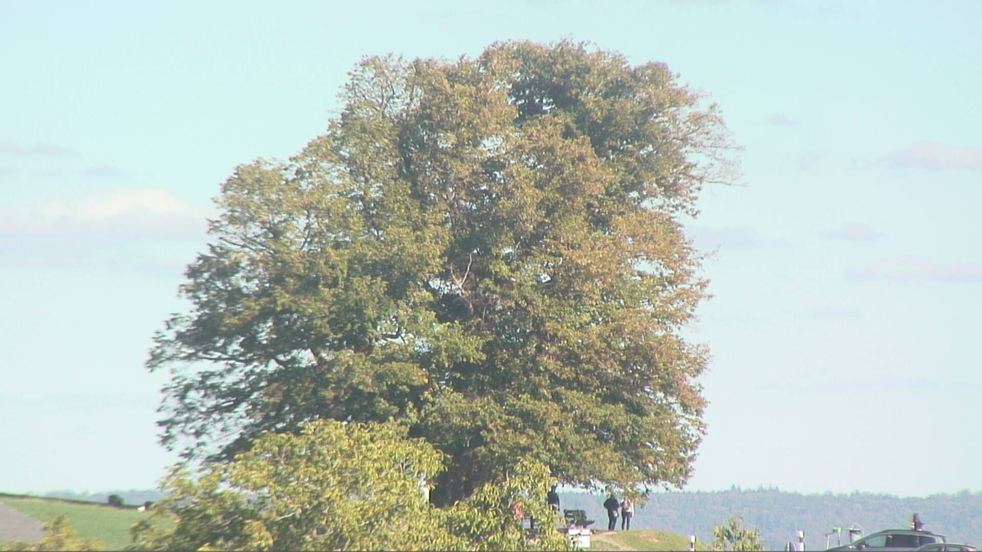 Bözberg: Büntacher › Nordosten: the Lime Tree at Linn