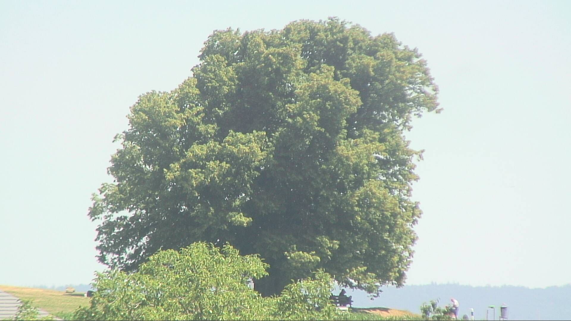Bözberg: Büntacher › Nordosten: the Lime Tree at Linn