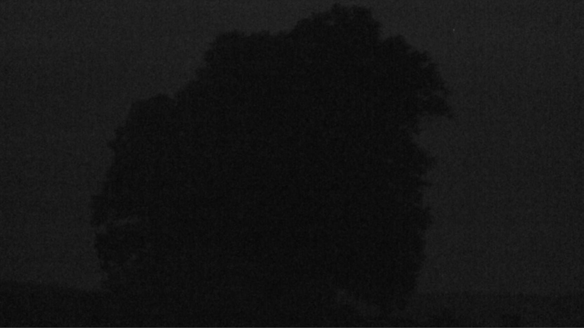 Bözberg: Büntacher › Nordosten: the Lime Tree at Linn