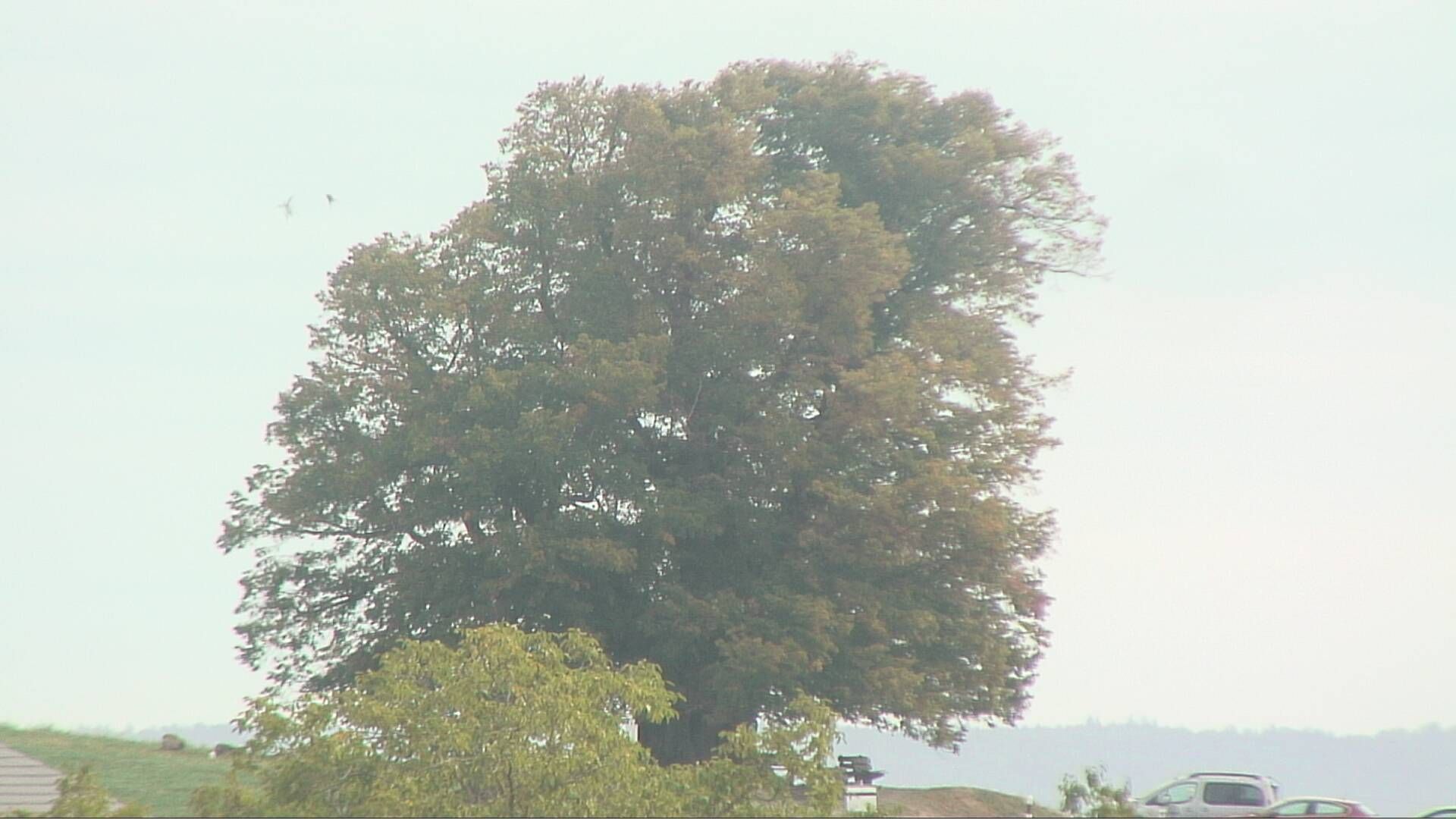 Bözberg: Büntacher › Nordosten: the Lime Tree at Linn
