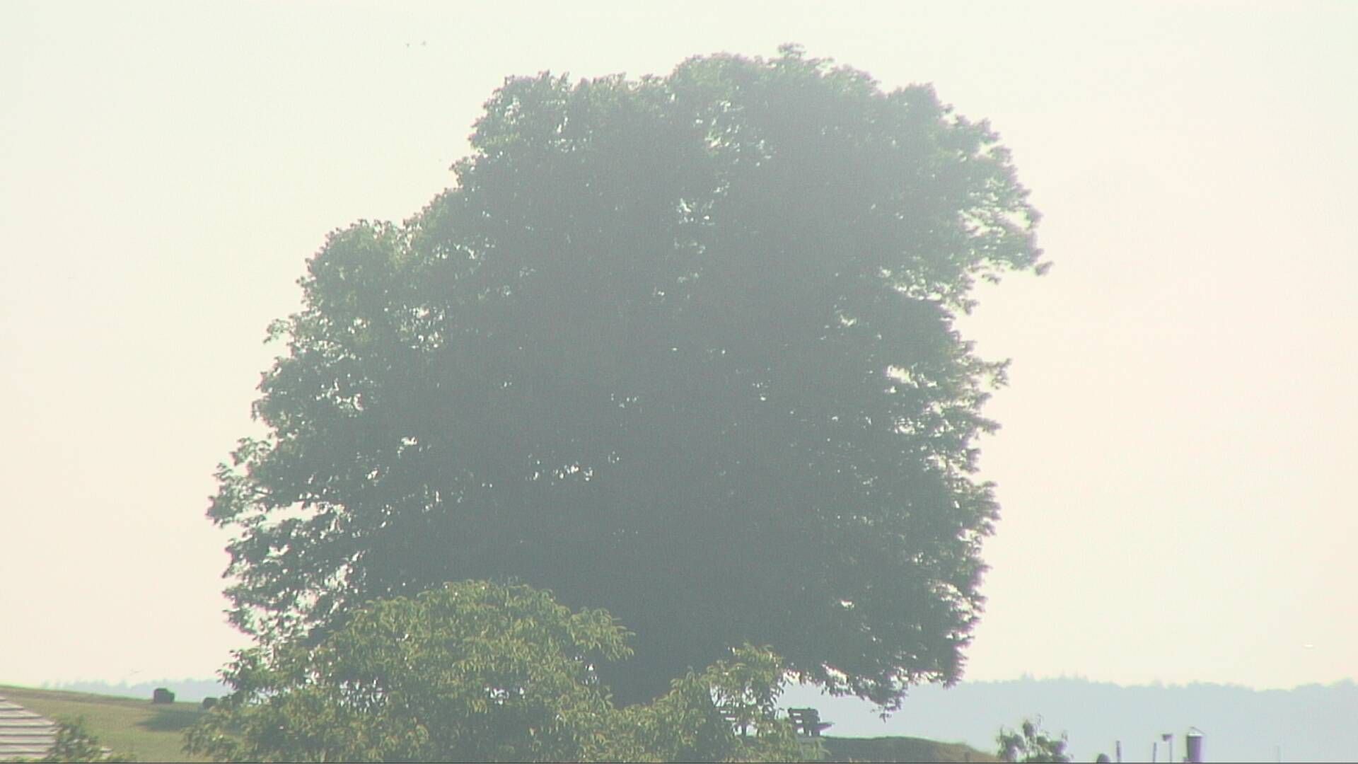 Bözberg: Büntacher › Nordosten: the Lime Tree at Linn