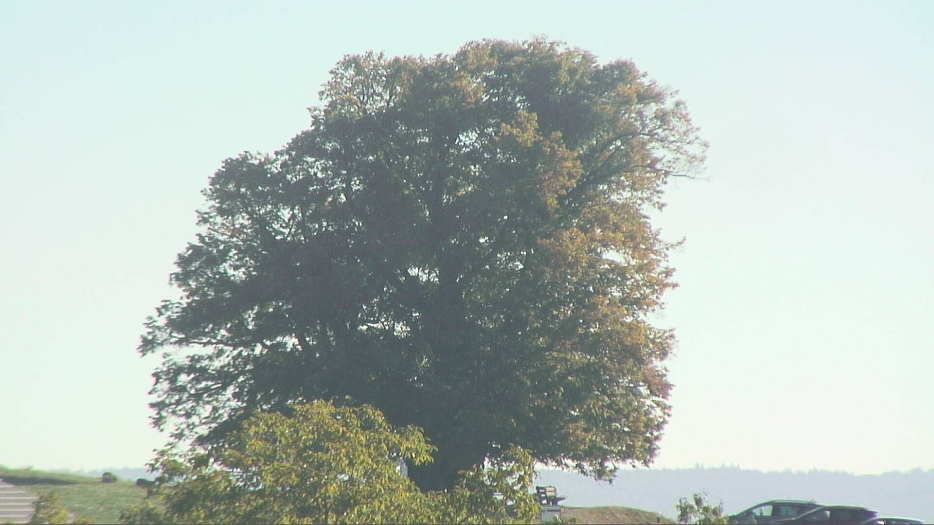 Bözberg: Büntacher › Nordosten: the Lime Tree at Linn
