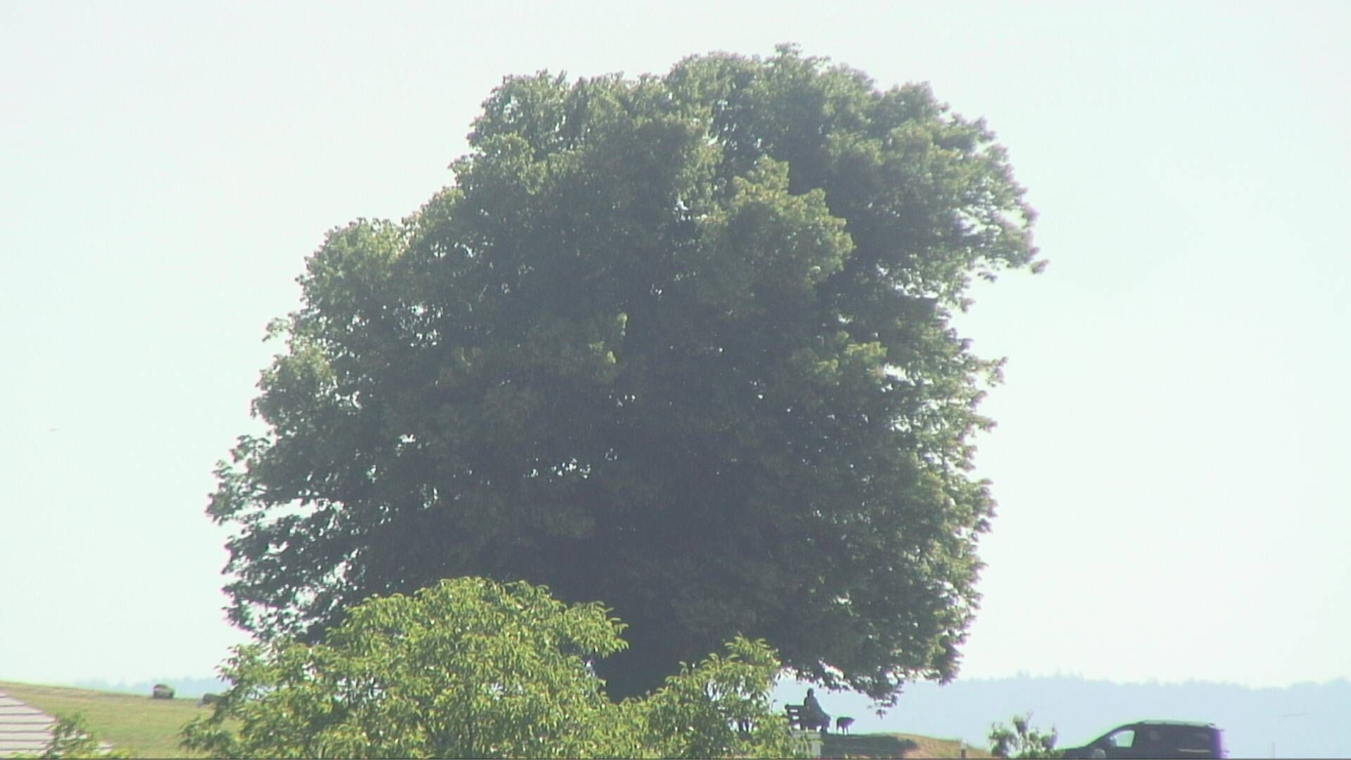Bözberg: Büntacher › Nordosten: the Lime Tree at Linn