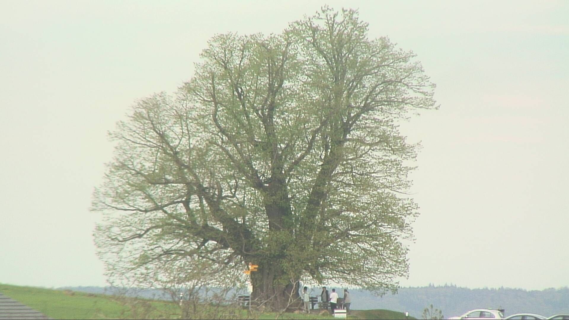 Bözberg: Büntacher: Linn - Schweiz: Die Linde von Linn (Linner Linde)