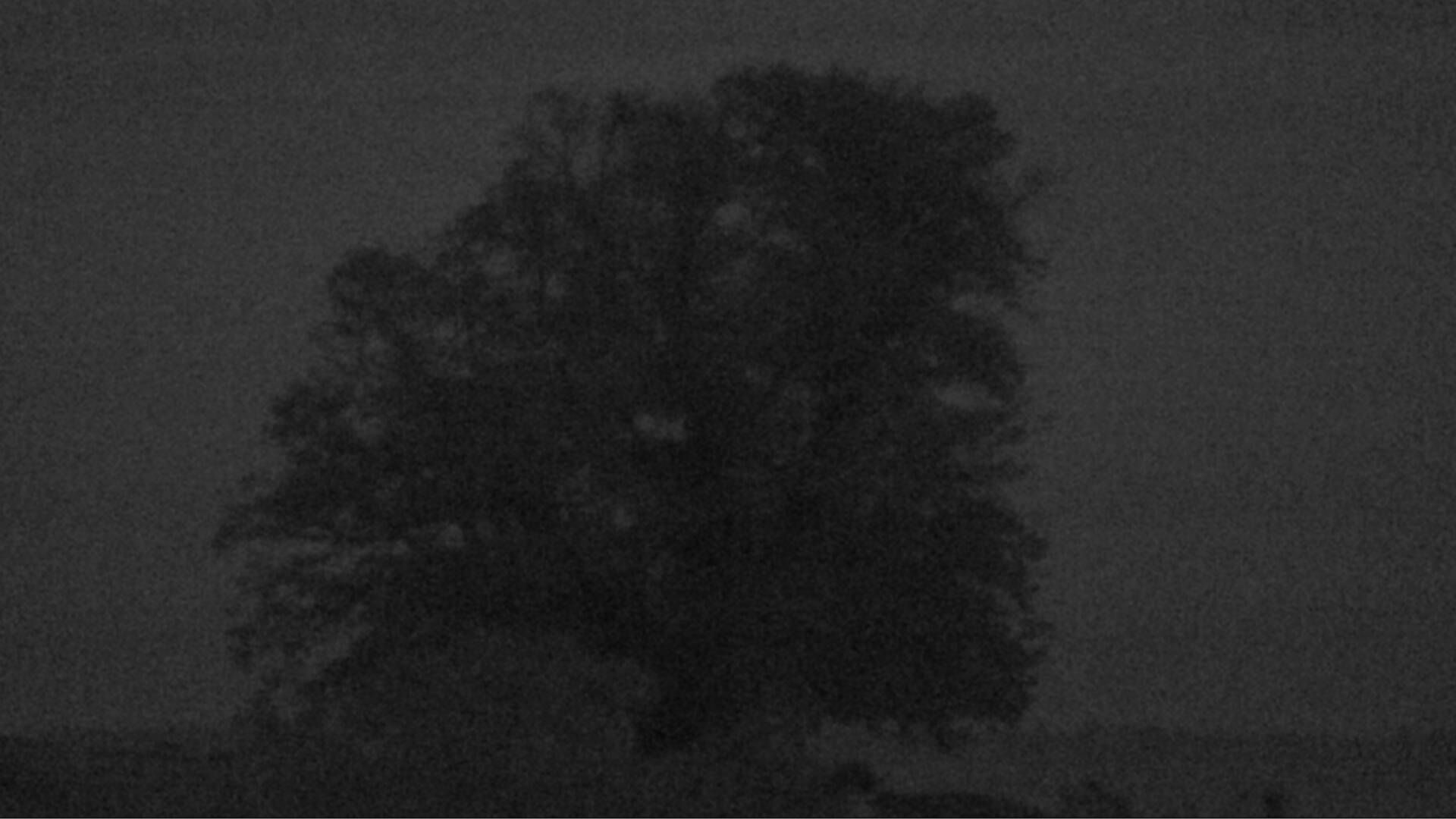 Bözberg: Büntacher › Nordosten: the Lime Tree at Linn