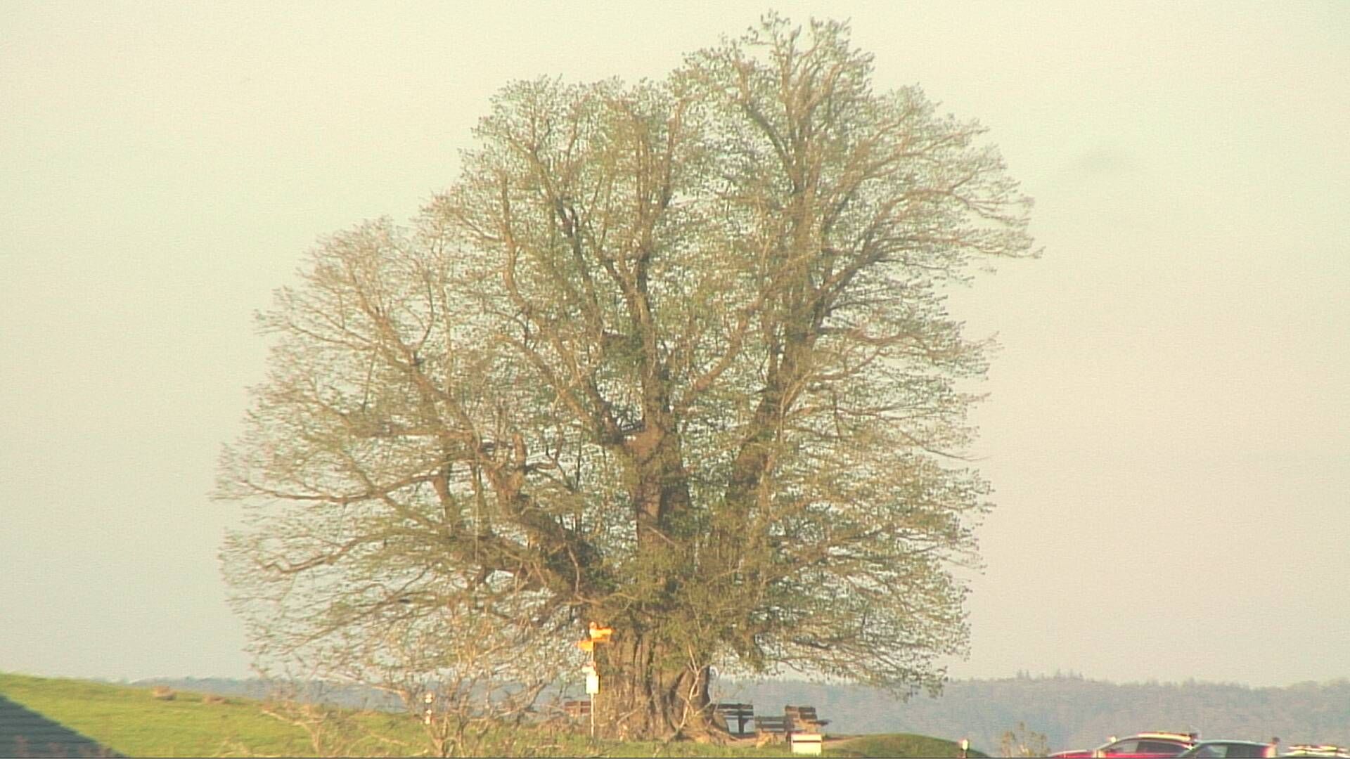Bözberg: Büntacher: Linn - Schweiz: Die Linde von Linn (Linner Linde)