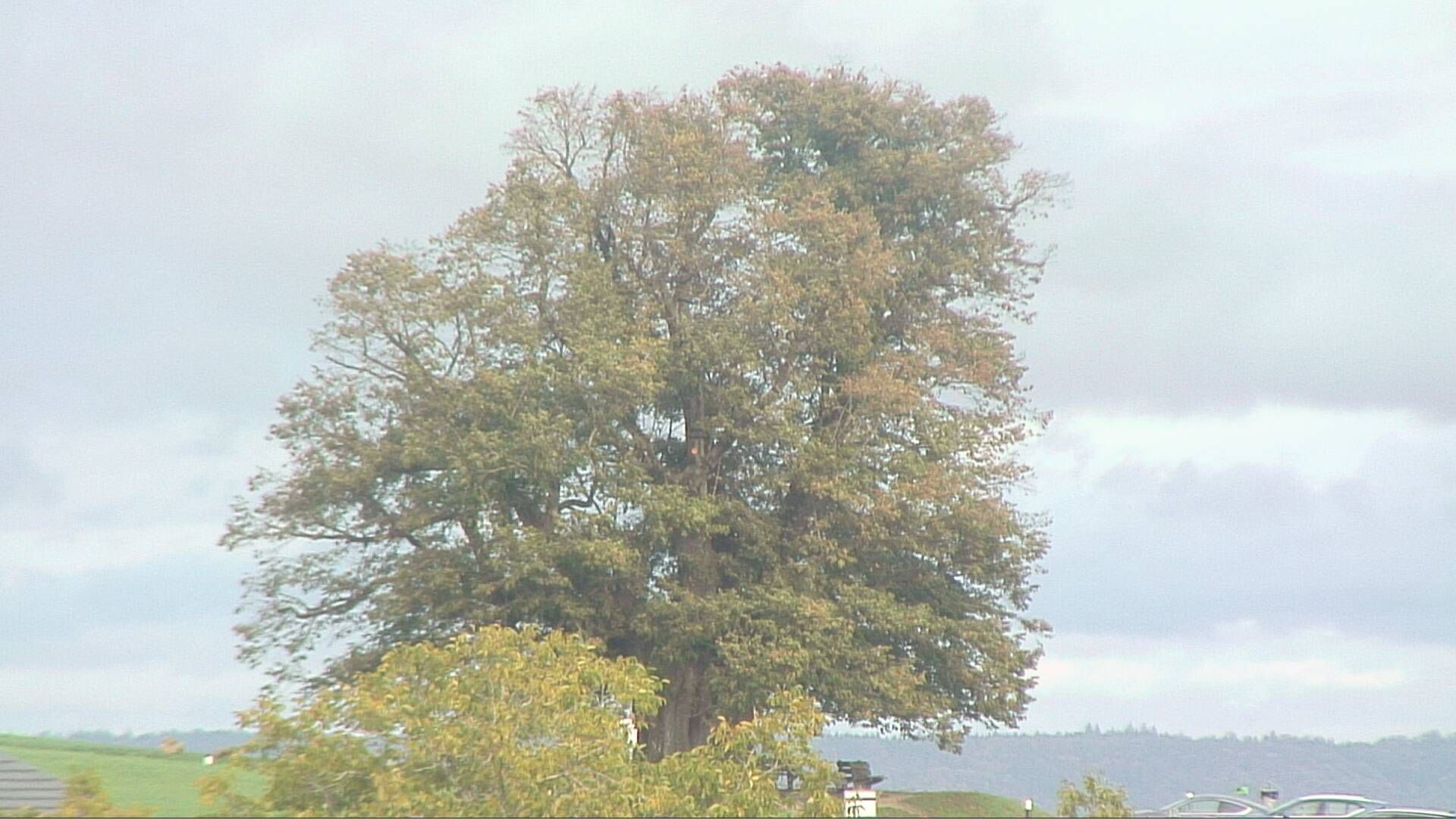 Bözberg: Büntacher › Nordosten: the Lime Tree at Linn
