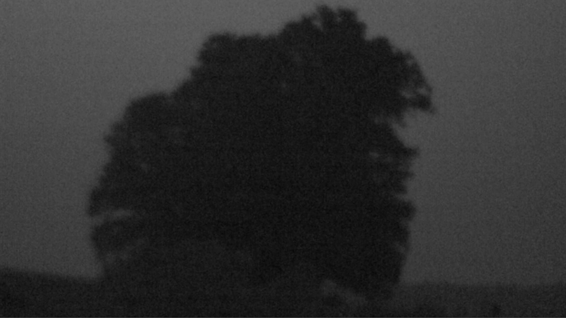 Bözberg: Büntacher › Nordosten: the Lime Tree at Linn