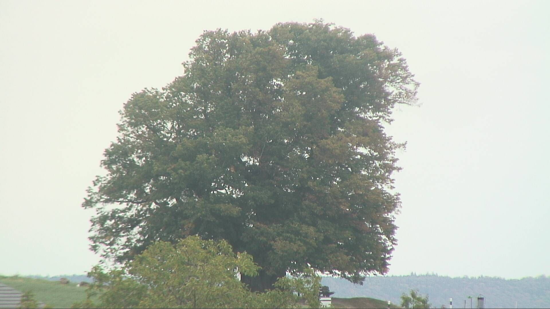 Bözberg: Büntacher › Nordosten: the Lime Tree at Linn