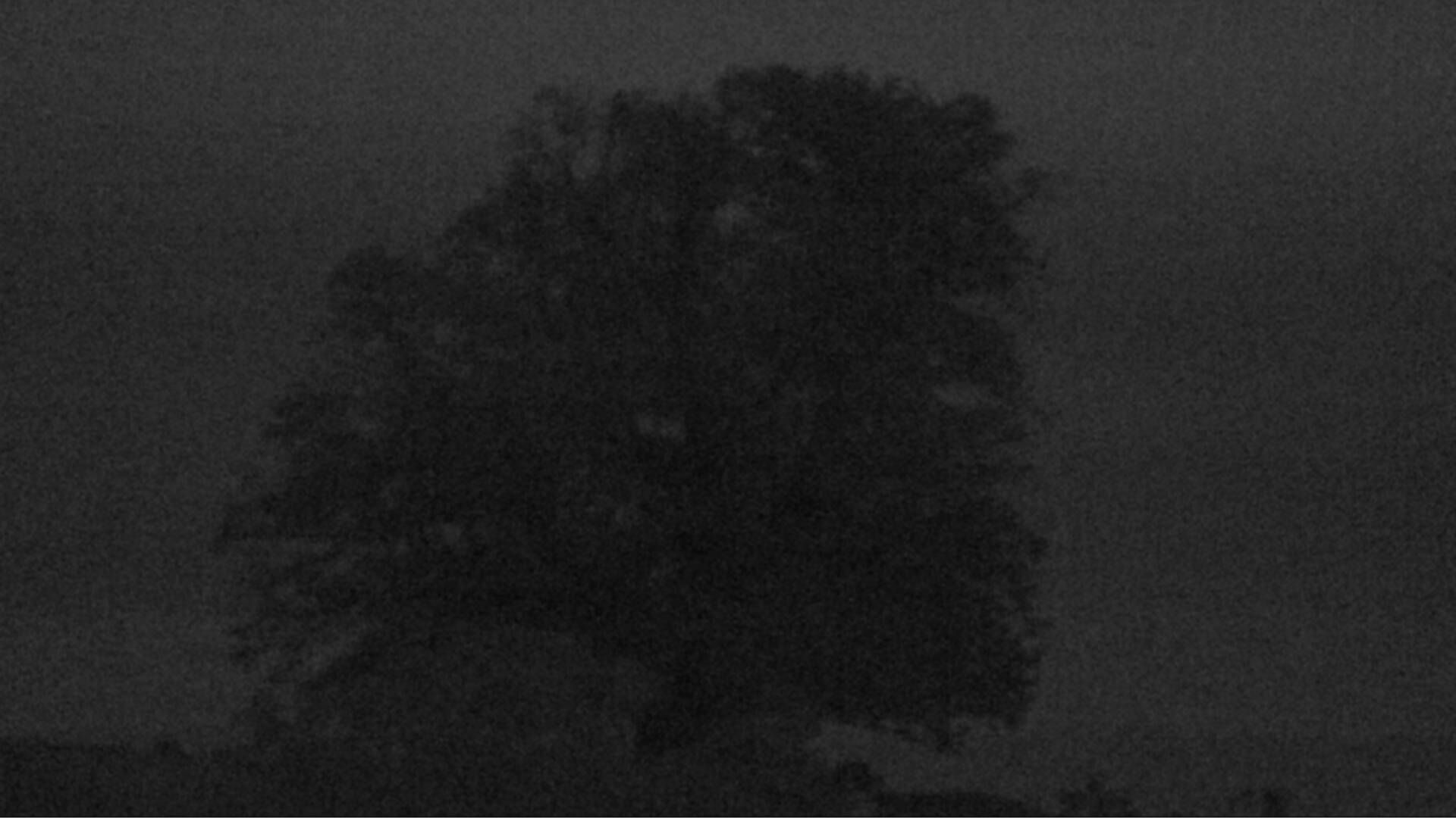 Bözberg: Büntacher › Nordosten: the Lime Tree at Linn