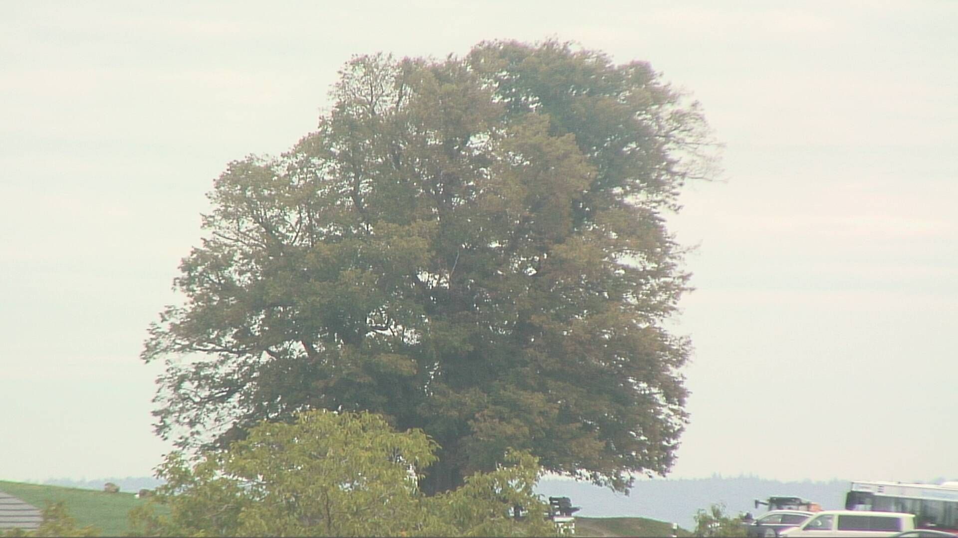 Bözberg: Büntacher › Nordosten: the Lime Tree at Linn
