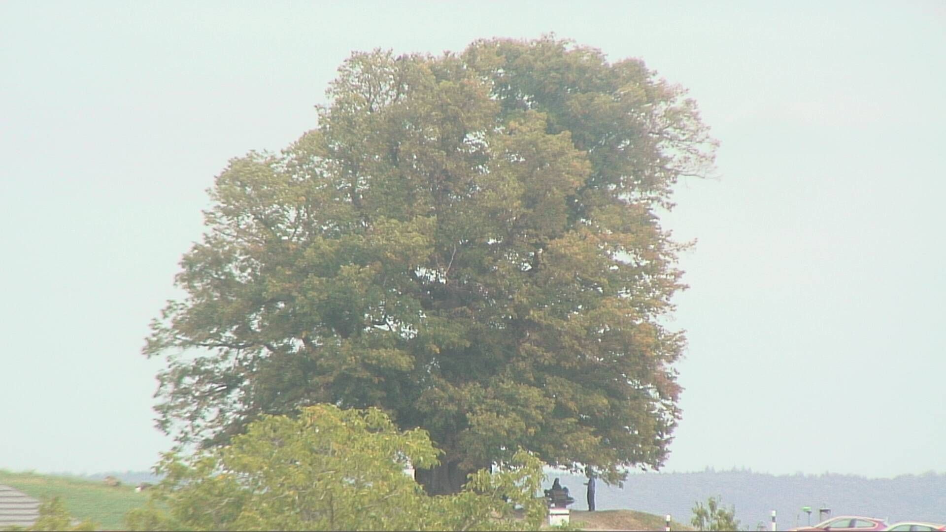 Bözberg: Büntacher › Nordosten: the Lime Tree at Linn
