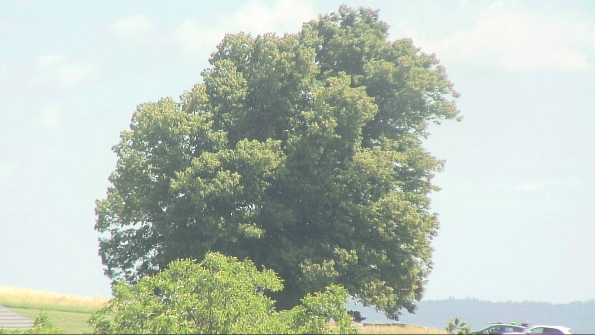 Bözberg: Büntacher › Nordosten: the Lime Tree at Linn