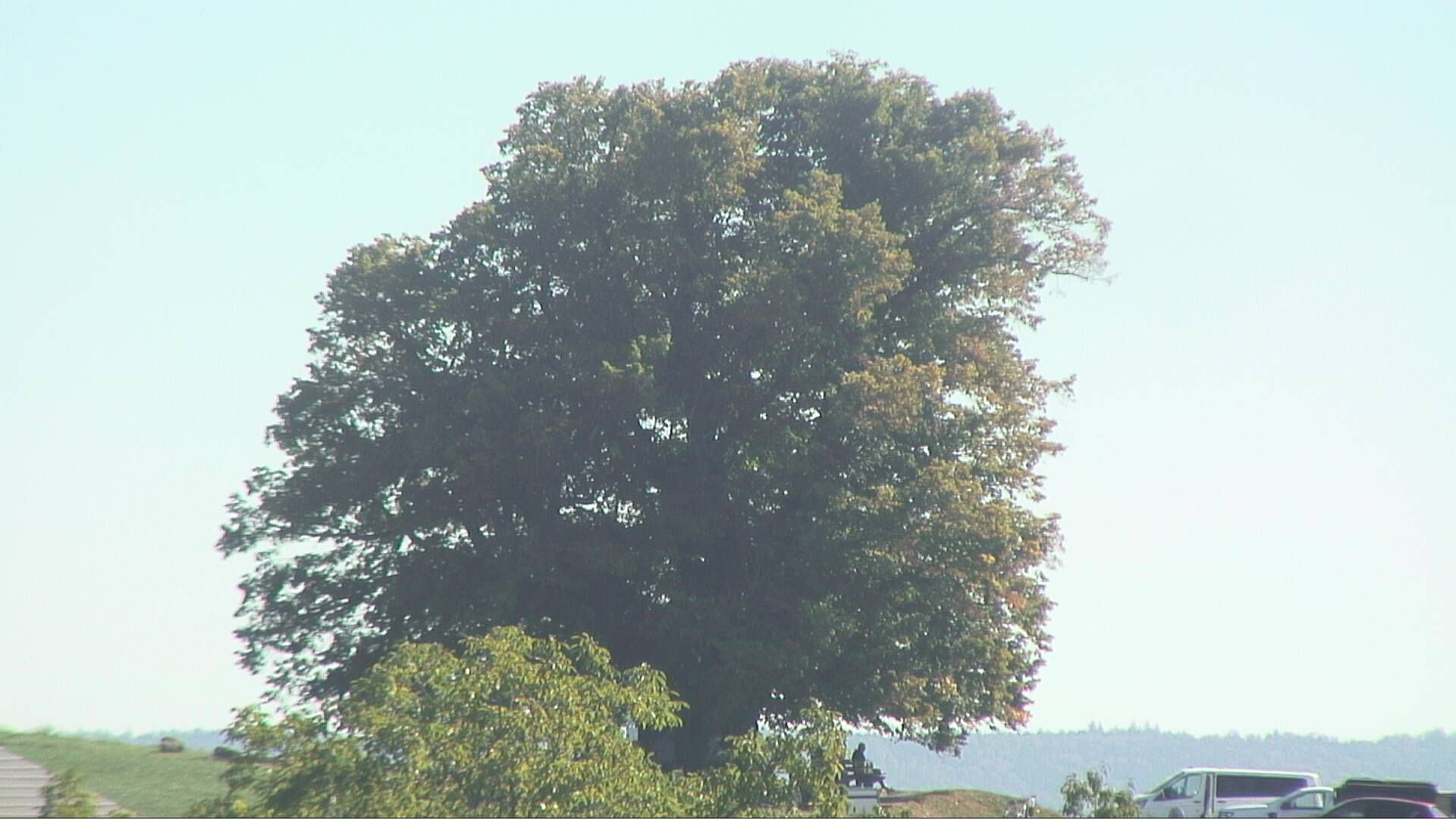 Bözberg: Büntacher › Nordosten: the Lime Tree at Linn
