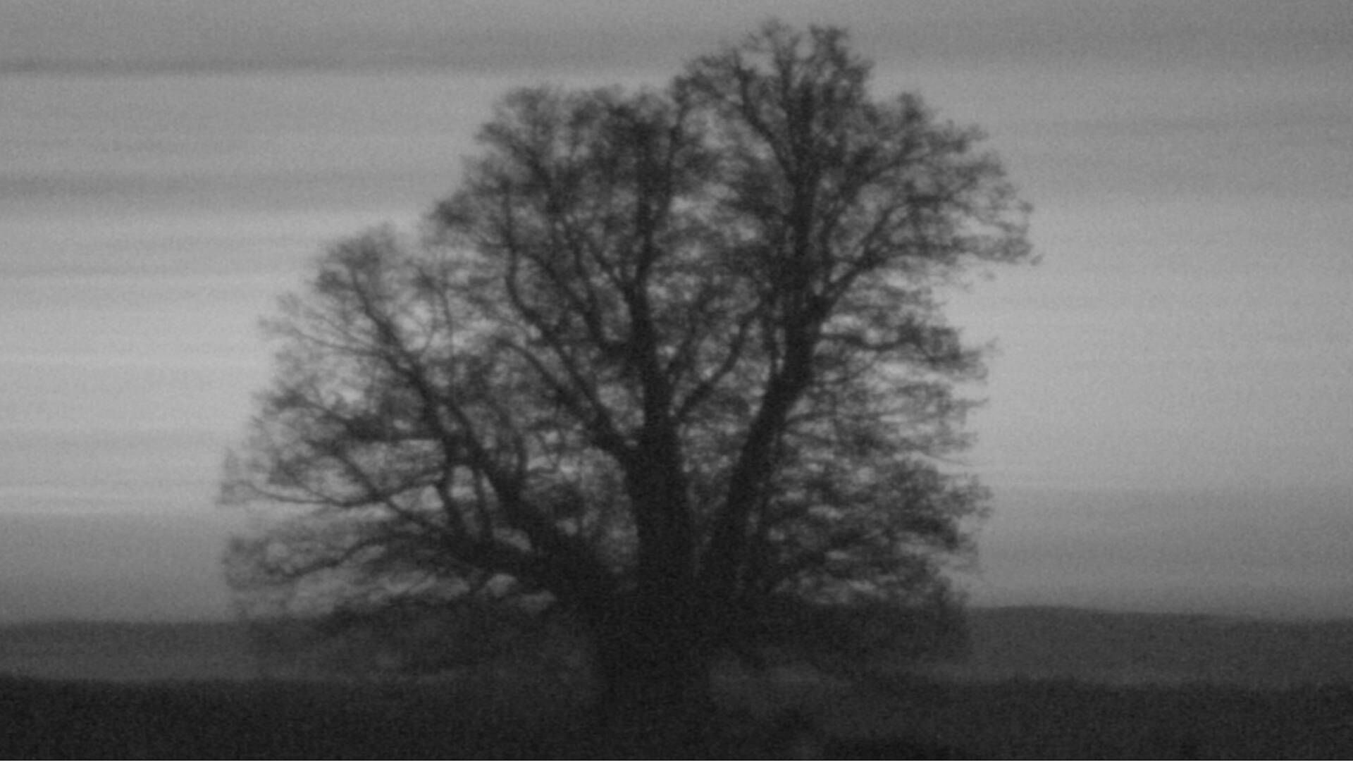 Bözberg: Büntacher: Linn - Schweiz: Die Linde von Linn (Linner Linde)