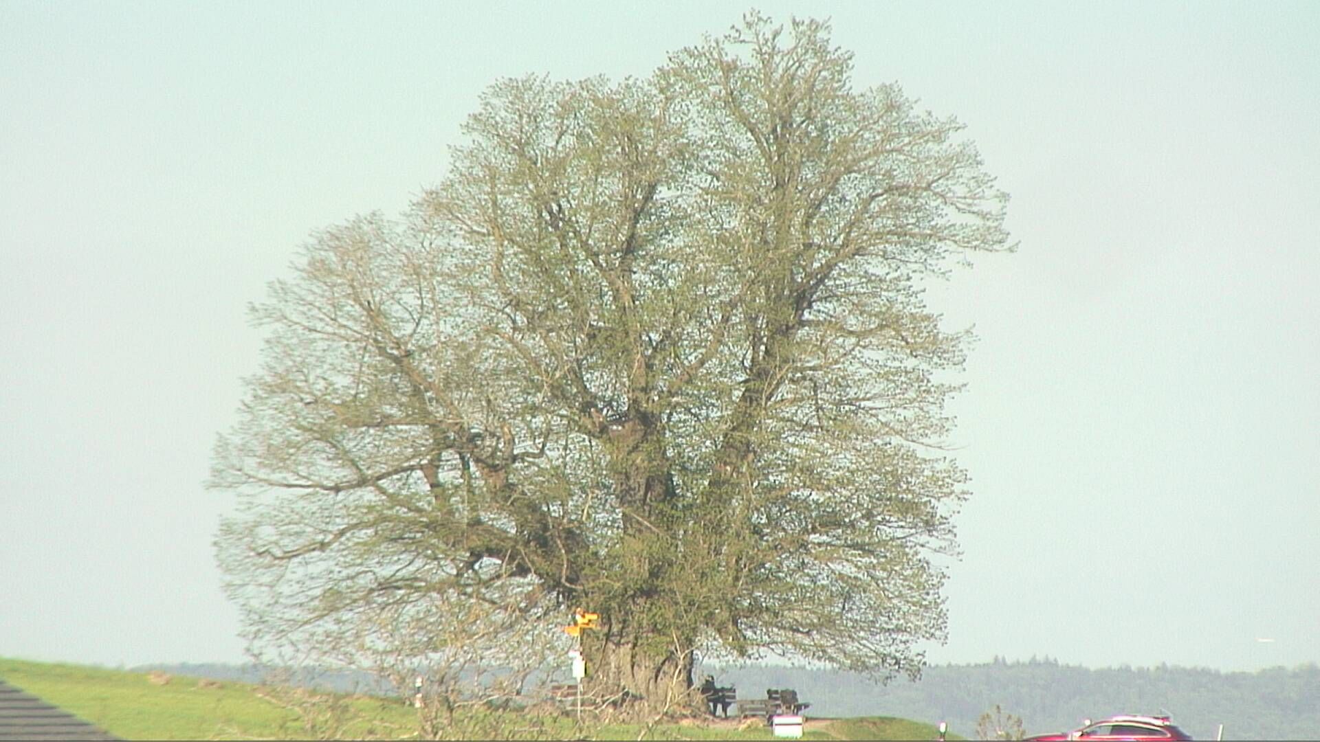 Bözberg: Büntacher: Linn - Schweiz: Die Linde von Linn (Linner Linde)