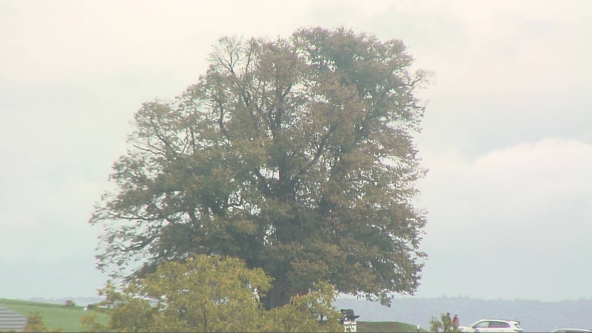 Bözberg: Büntacher › Nordosten: the Lime Tree at Linn