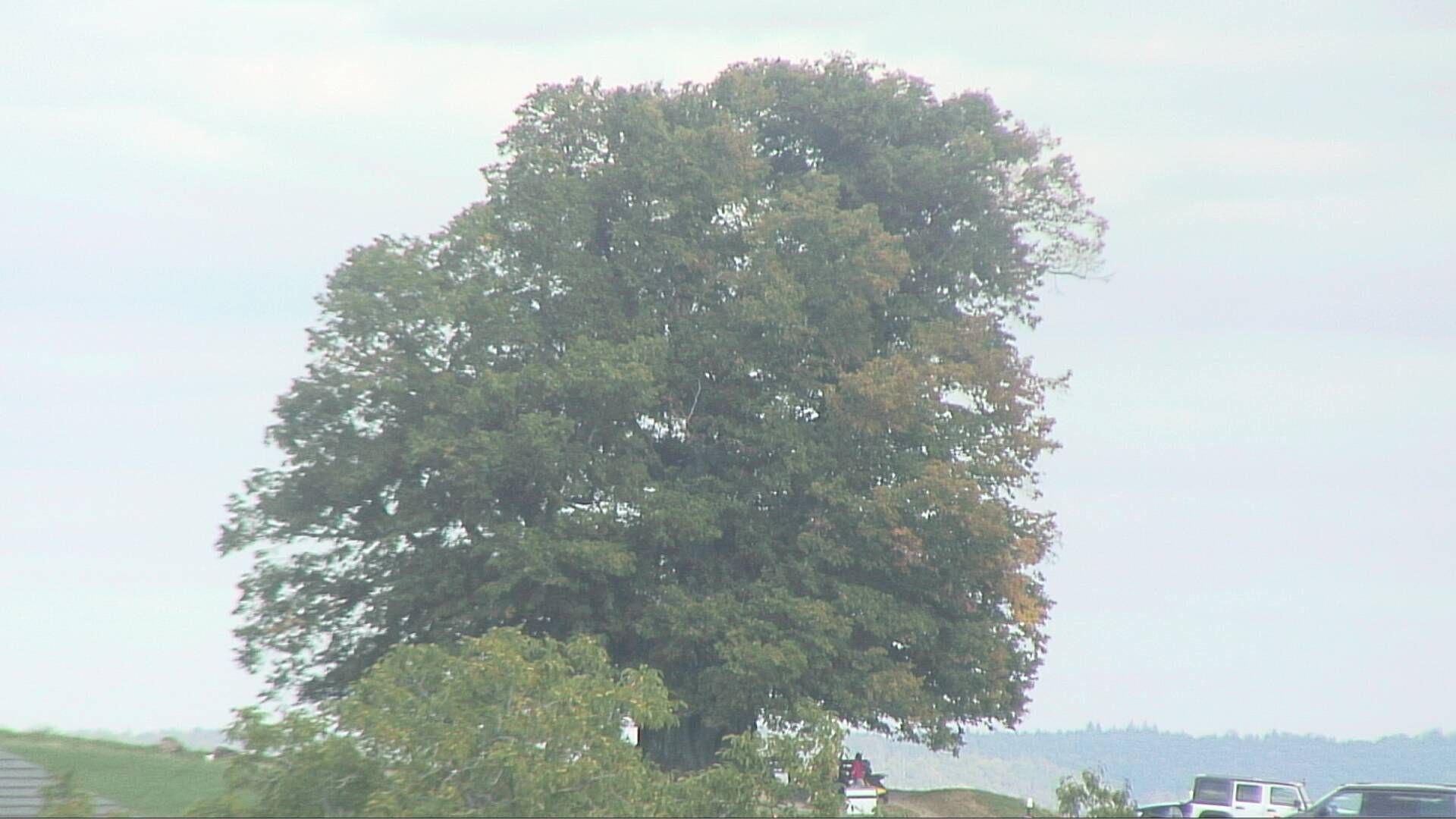 Bözberg: Büntacher › Nordosten: the Lime Tree at Linn