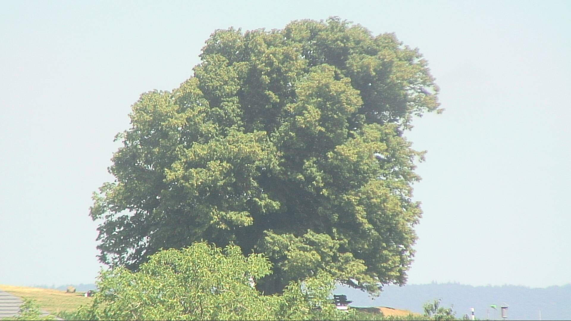 Bözberg: Büntacher › Nordosten: the Lime Tree at Linn