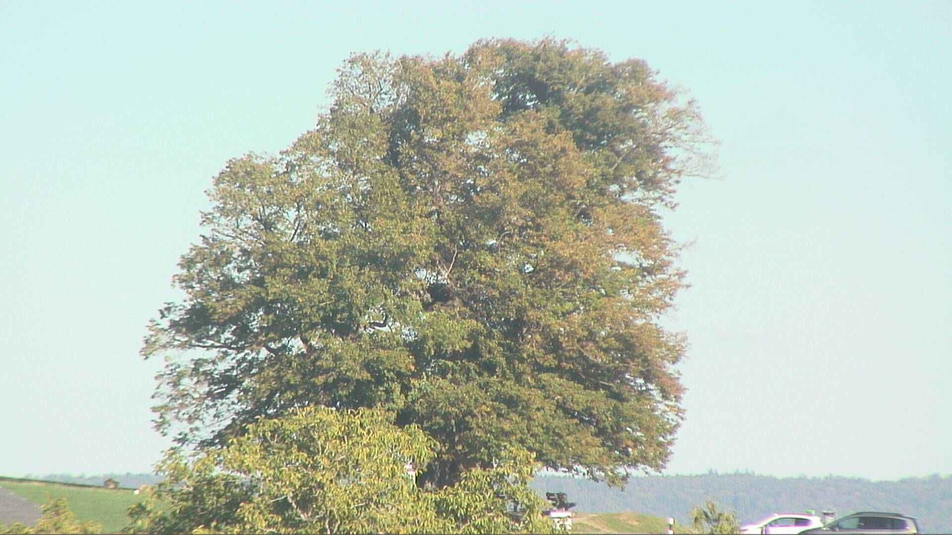 Bözberg: Büntacher › Nordosten: the Lime Tree at Linn